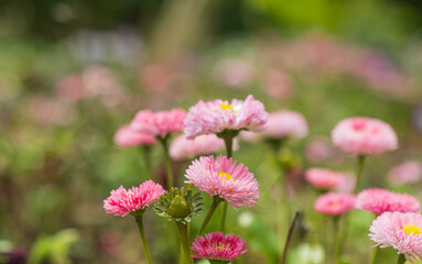 Charming Pink Bellis Perennis Daisies in a Meadow © Serhii Bukovskyi