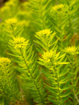 Cluster of tall green spiky plants at Denver botanic gardens in Colorado, USA