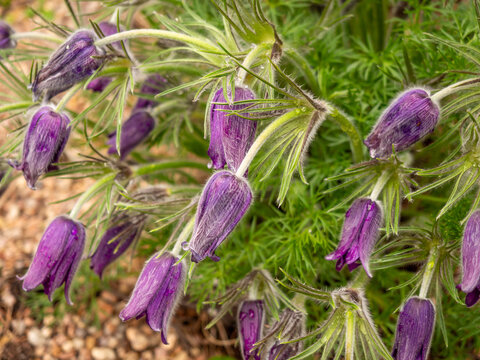 Aleutian Bellflowers at Denver Botanic gardens in Colorado, USA