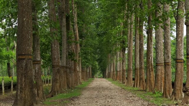Scenic tree-lined road passing through a lush tea plantation, featuring towering shade trees, a gravel pathway, and a peaceful natural environment. The image highlights the beauty 