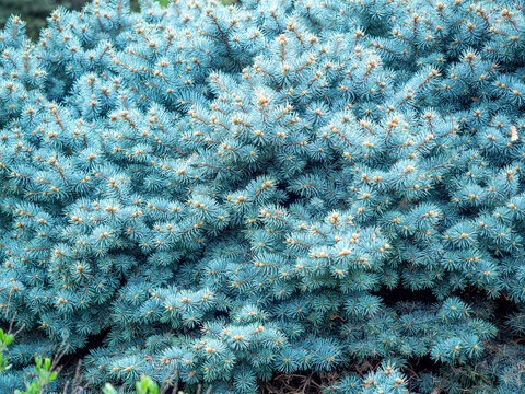Close up of Colorado blue spruce at Denver botanic gardens in Colorado, USA