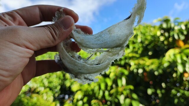 Hand holding a freshly picked real swiftlet nest from the swiftlet nest building
