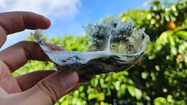 Hand holding a freshly picked real swiftlet nest from the swiftlet nest building