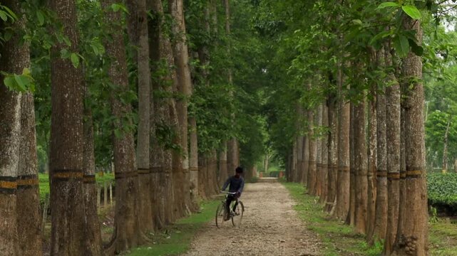Dibrugarh, Assam, India &ndash; 7 June 2026: A cyclist rides along a tree-lined gravel road passing through a tea plantation in Dibrugarh, Assam.