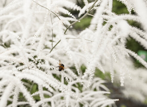 Bee Pollinating White Astilbe Flowers in Summer Garden