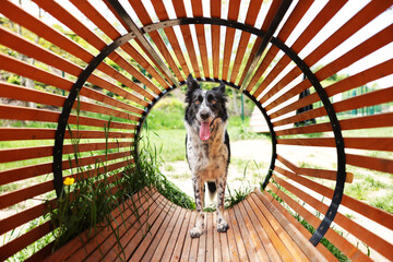 Fototapeta premium Cute dog running through wooden tunnel at training ground