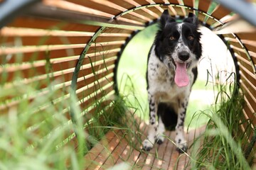 Fototapeta premium Cute dog running through wooden tunnel at training ground