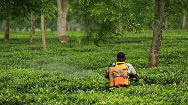 Dibrugarh, Assam, India &ndash; 7 Jun 2026: A tea garden worker uses a backpack sprayer to maintain tea plants in a lush plantation, illustrating routine agricultural practices 