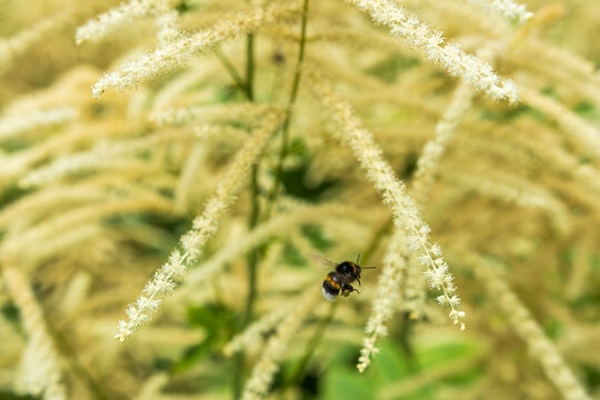 Bumblebee Flying Over White Aruncus Flowers in Summer Garden