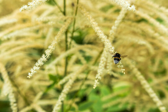 Bumblebee Flying Over White Aruncus Flowers in Summer Garden