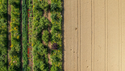 Aerial view of farmland with green and harvested crop rows © Fotkrat