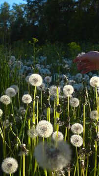 Person's hand gently touching white dandelion seed heads in a sunlit green meadow, causing the delicate pappus to float away on a gentle breeze during a peaceful summer evening