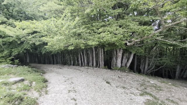 Sentiero forestale che curva tra alberi alti e fitti, con luce naturale che illumina il tratto aperto prima dell&rsquo;ingresso nella zona ombrosa del bosco. Atmosfera tranquilla, verde e immersiva