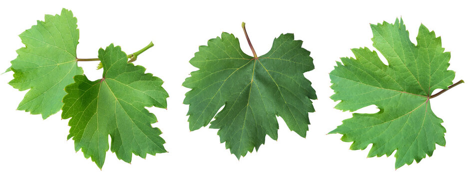 Fresh grape leaves isolated on transparent background with natural vineyard foliage collection