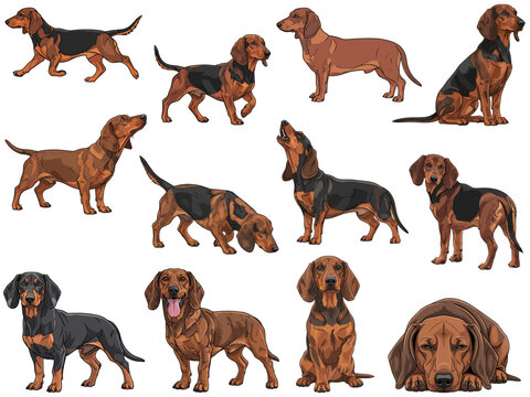 Alpine Dachsbracke dog 12 profile poses bundle vector illustration