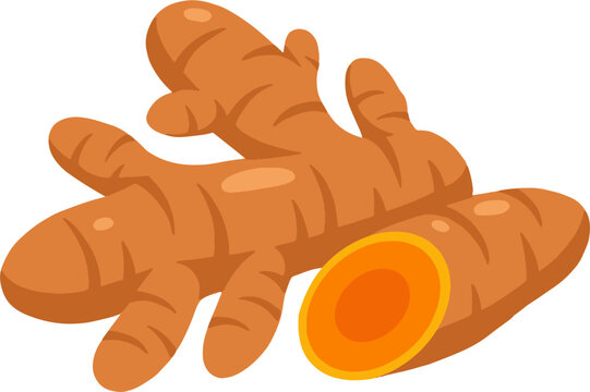 Fresh turmeric root slice vector illustration