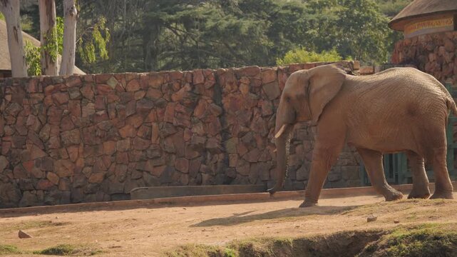 African elephant bull hurries across zoo habitat toward feeding station