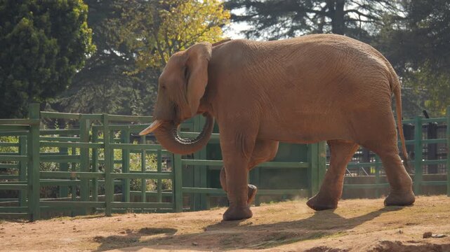 Cow elephant walks confidently past metal fence and stone building across zoo enclosure