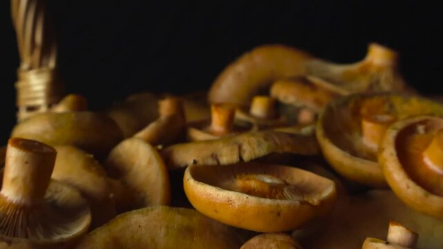 Woven wicker basket full of freshly picked orange milk cap mushrooms, also known as lactarius deliciosus, rotating slowly against a dark background in a beautiful still life composition