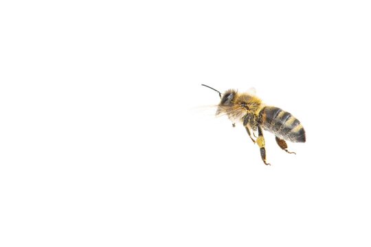 Honey bee (Apis mellifera), insect, cropped background, Vechta, Lower Saxony, Germany