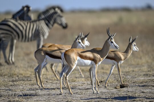 Springbok (Antidorcas hofmeyri) and plains zebra (Equus quagga) at the Nxai Pan waterhole, Nxai Pan National Park, near Gweta, Central District, Botswana
