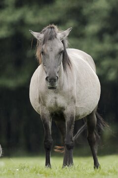 D&uuml;lmener Wildpferd, mare in the rain, Merfelder Bruch, D&uuml;lmen, North Rhine-Westphalia, Germany