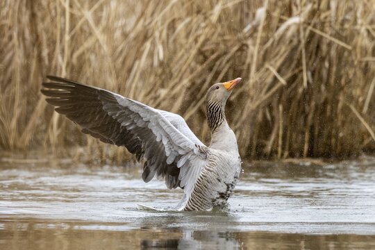 Greylag goose (Anser anser) flaps its wings, wildlife, Germany