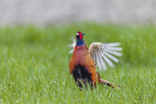 The pheasant cock (Phasianus colchicus) presents the mating ritual in an upright posture and rapid wing beats, mating season, mating dress, mating season, mating ritual, April, Germany