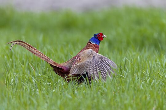 During the mating ritual, the colourful plumage of the pheasant cock (Phasianus colchicus) comes into its own, mating season, mating dress, mating season, mating ritual, April, Germany