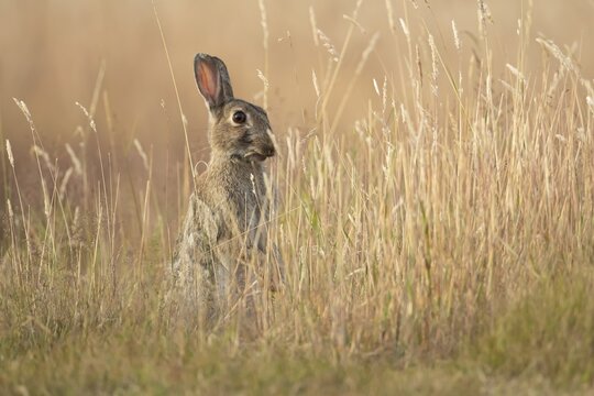 European rabbit (Oryctolagus cuniculus) adult wild mammal feeding in long grass in summer, England, United Kingdom