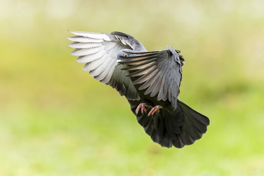 City dove (Columba livia forma domestica) in flight, wildlife, Germany