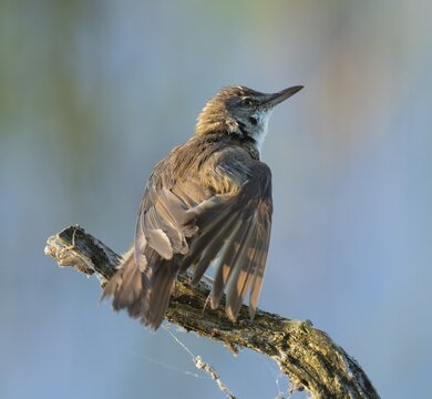 Great Reed Warbler (Acrocephalus arundinaceus) standing on an old branch and spreading its wings, blue water behind, Lower Saxony, Germany