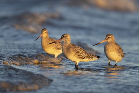 Bar tailed godwit (Limosa lapponica) three adult wading birds in winter plumage in the surf of the sea, Norfolk, England, United Kingdom