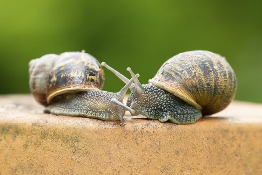 Garden snail (Cornu aspersum) two adult gastropod molluscs on a garden plant pot in summer, England, United Kingdom