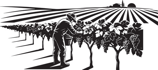 Obraz premium Black and white of a man picking grapes in a vineyard