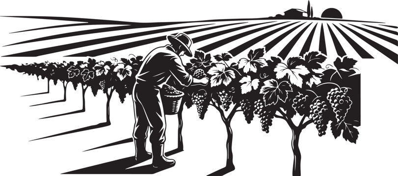 Black and white of a man picking grapes in a vineyard
