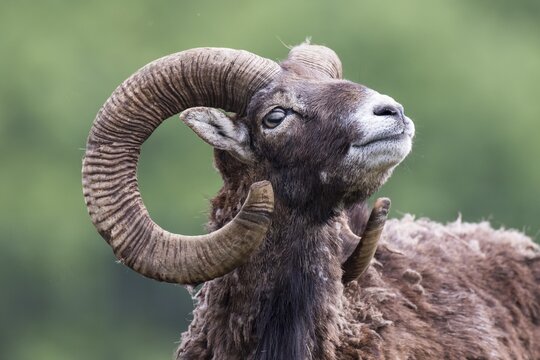 European mouflon (Ovis orientalis musimon), captive, Saarland, Germany