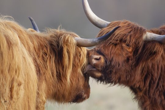 Highland cattle or cow (Bos taurus taurus) two adult farm animals greeting each other, England, United Kingdom