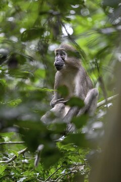 Olive mangabey (Cercocebus agilis) near the Ba&iuml;-Hokou, Dzanga-Ndoki National Park, Unesco World Heritage Site, Dzanga-Sangha Complex of Protected Areas (DSPAC), Sangha-Mba&eacute;r&eacute; Prefecture, Central African Republic