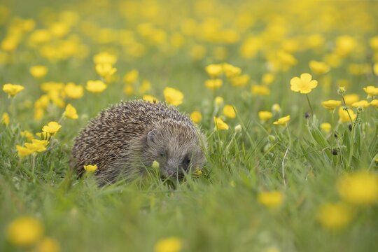 European hedgehog (Erinaceus europaeus) adult walking in a Spring meadow with flowering Buttercups, Suffolk, England, United Kingdom