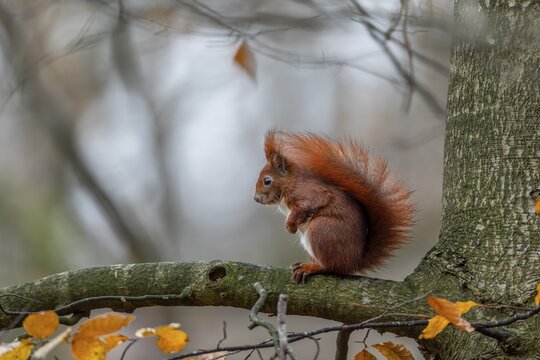 Sitting motionless on a beech branch, a squirrel (Sciurus vulgaris) observes the surroundings, watchful, cute, cute, December, Germany