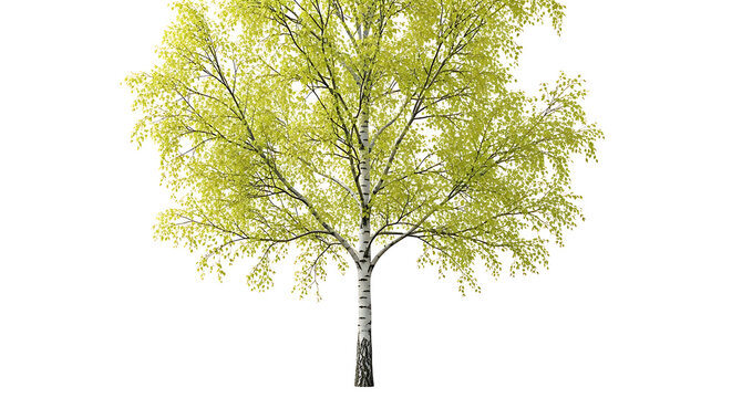 Young green tree with fresh leaves growing outdoors