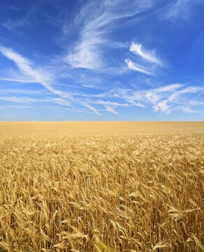 Endless field of barley under blue sky with veil clouds, Saalekreis, Saxony-Anhalt, Germany