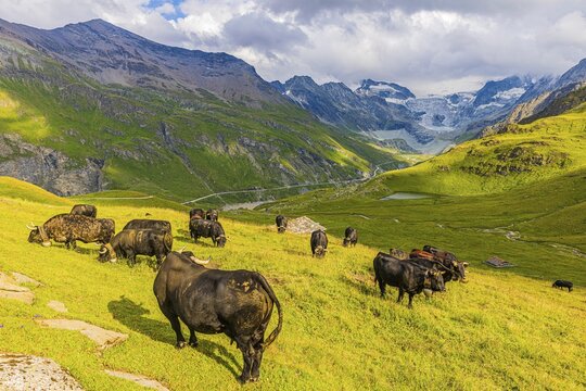 Cows grazing on an alpine meadow, above Grimentz, with the Moiry glacier in the background, Val d'Anniviers, Valais Alps, Canton Valais, Switzerland