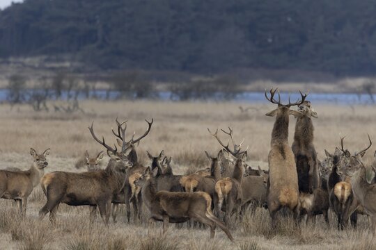 Tensions often arise in large deer packs (Cervus elaphus), where two deer clarify the ranking, fight, dispute, dispute, Denmark