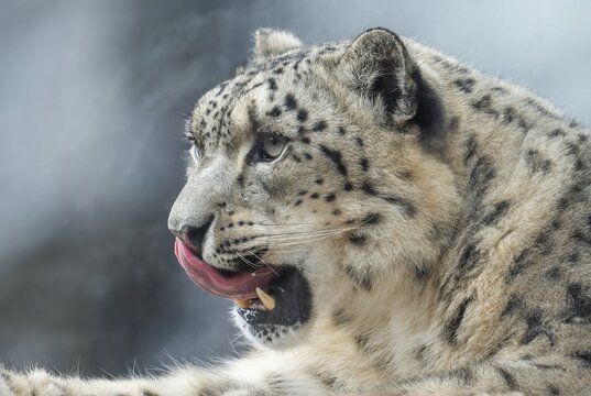 Snow leopard (Panthera uncia), portrait, occurring in the high mountains of Central Asia, captive