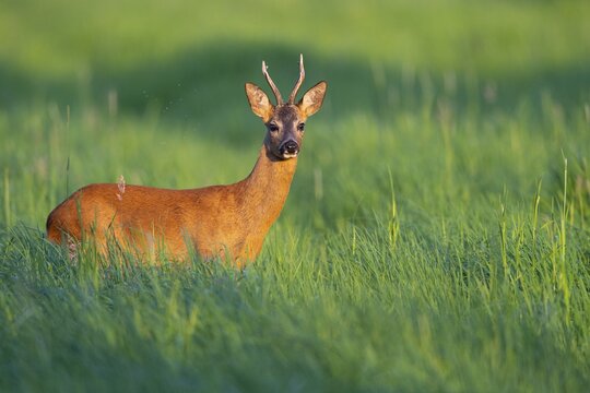 Roebuck (Capreolus capreolus) in the evening light in a meadow, Vechta, Lower Saxony, Germany