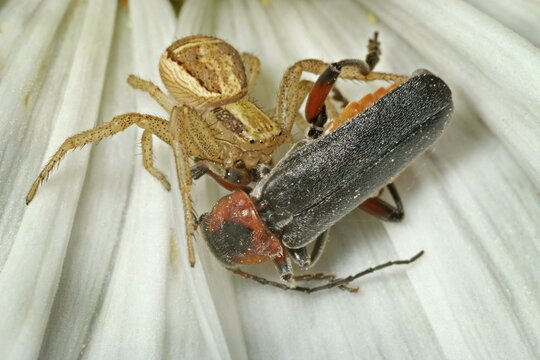 Brown Crab Spider (Xysticus cristatus), Soldier Beetle (Cantharis fusca) as prey