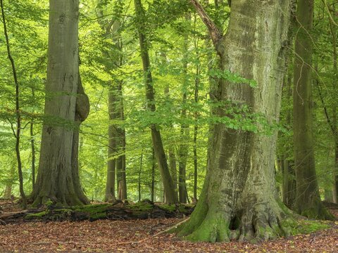 Old beech forest near the Ivenacker Eichen, former Hutewald, Ivenack, Stavenhagen, Mecklenburg-Western Pomerania, Germany