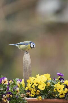 Blue tit (Cyanistes Caeruleus) adult bird on a garden fork handle in a flower tub with flowering pansies, Suffolk, England, United Kingdom